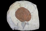 Detailed, Paleocene Fossil Leaf (Davidia) - Montana #75861-1